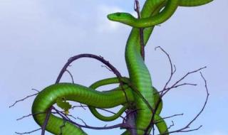 绿色的蛇是什么蛇 绿色的蛇有几种